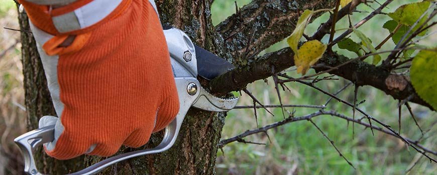 pruning a tree